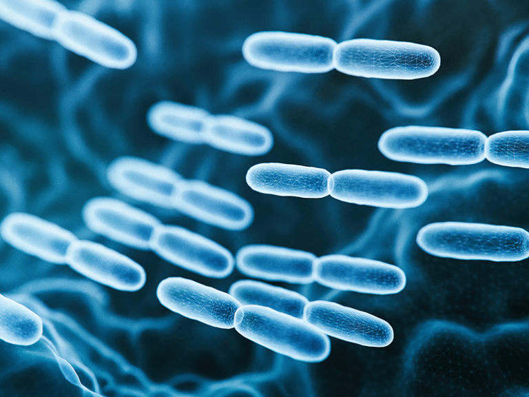 A rendering of probiotic bacteria in the human body